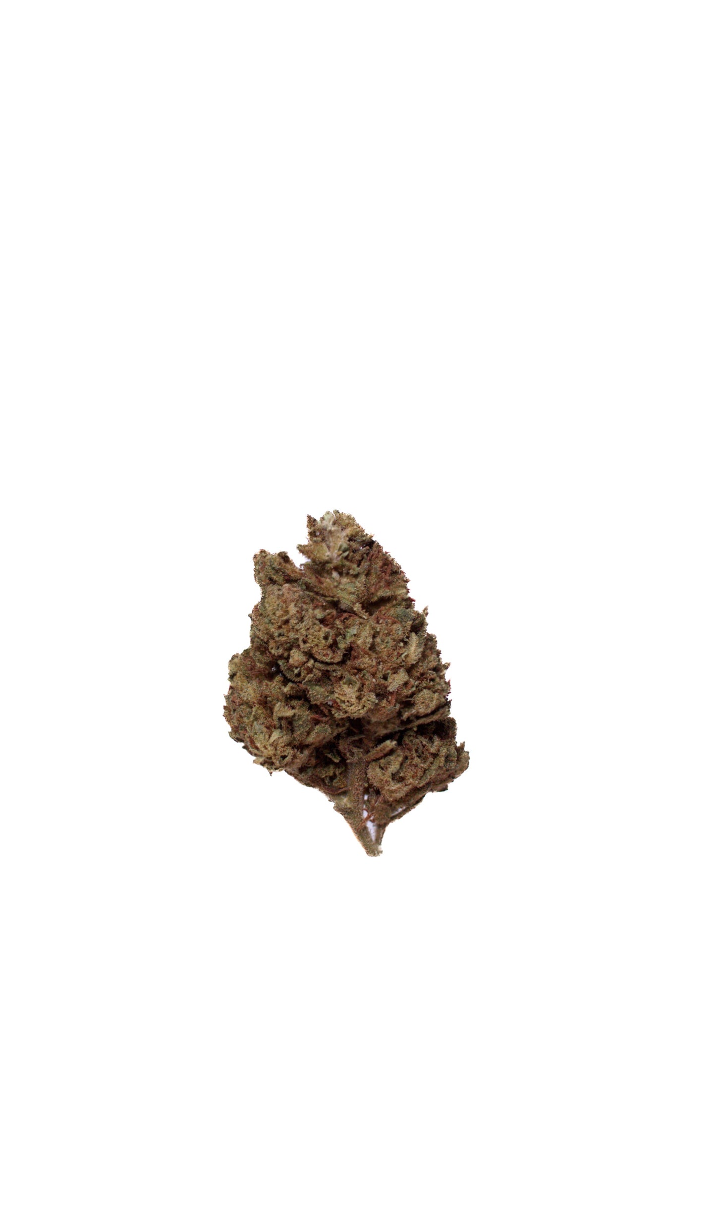 Banana Kosher Kush (Organic Living Soil) cannabis cannabis strain — buy online Cape Town | Cannibisters