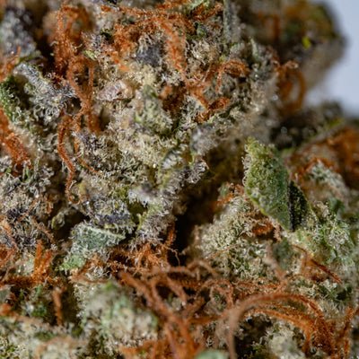 ELVIS - Cannibisters Limited Collection sativa cannabis | Cannibisters Cape Town