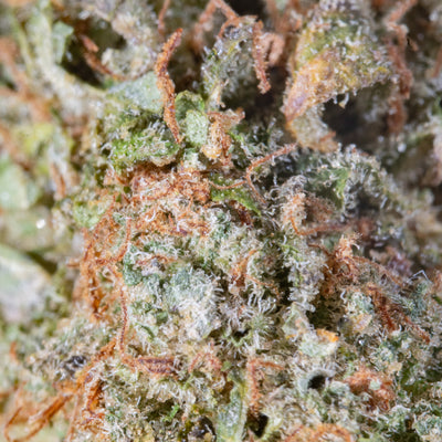 Grandpa's Endgame - Cannibisters Limited Collection hybrid cannabis | Cannibisters Cape Town
