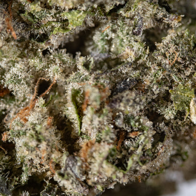 Purple Panda - Cannibisters Limited Collection indica cannabis | Cannibisters Cape Town