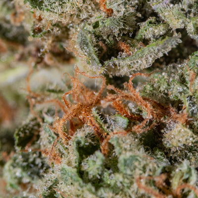 SUPERCHEESE - Cannibisters Limited Collection indica cannabis | Cannibisters Cape Town