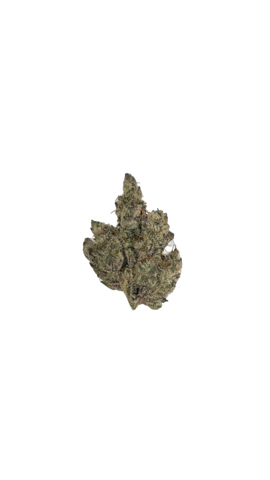 Cat Nip cannabis flower bud