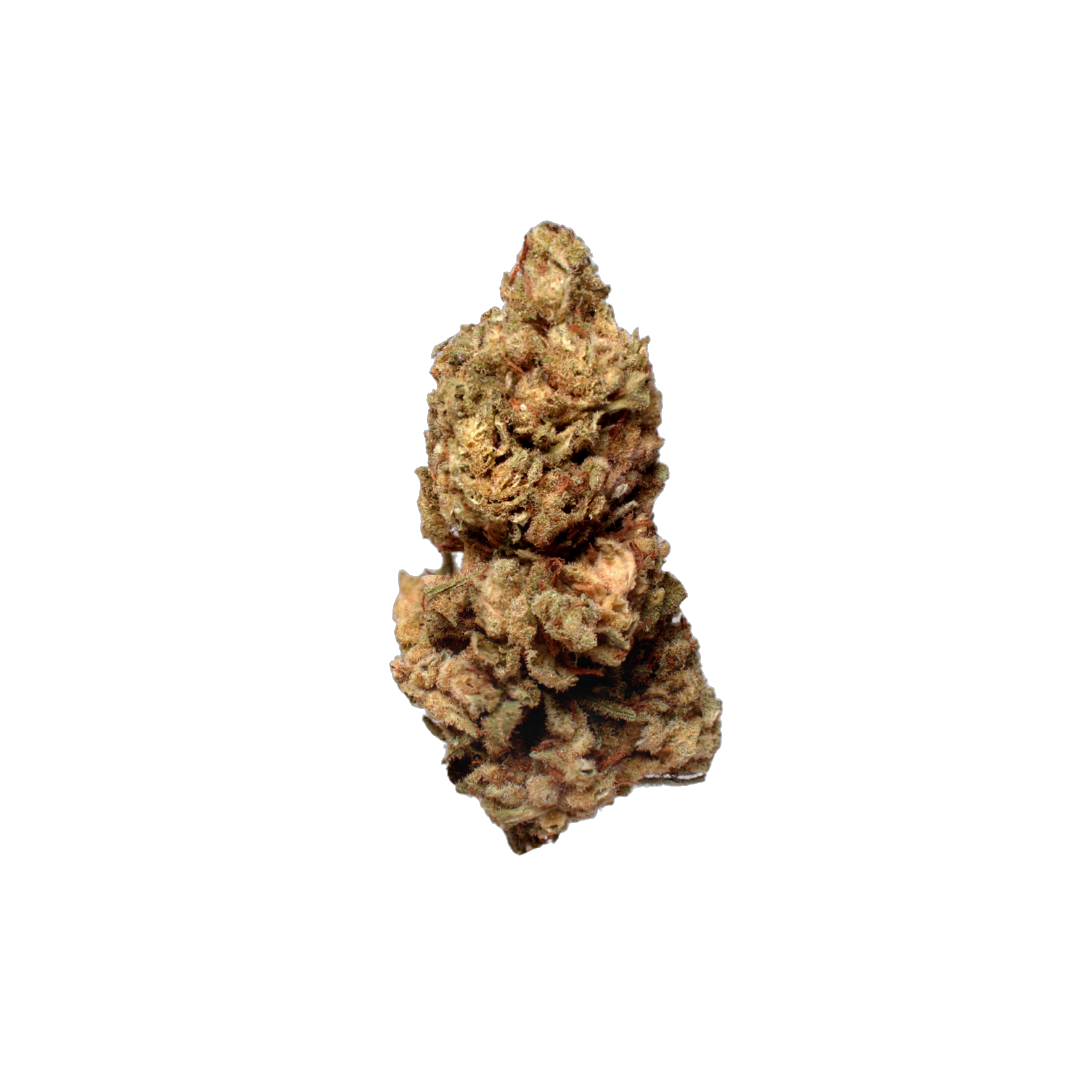 Champagne Rose (Organic Living Soil) cannabis flower bud