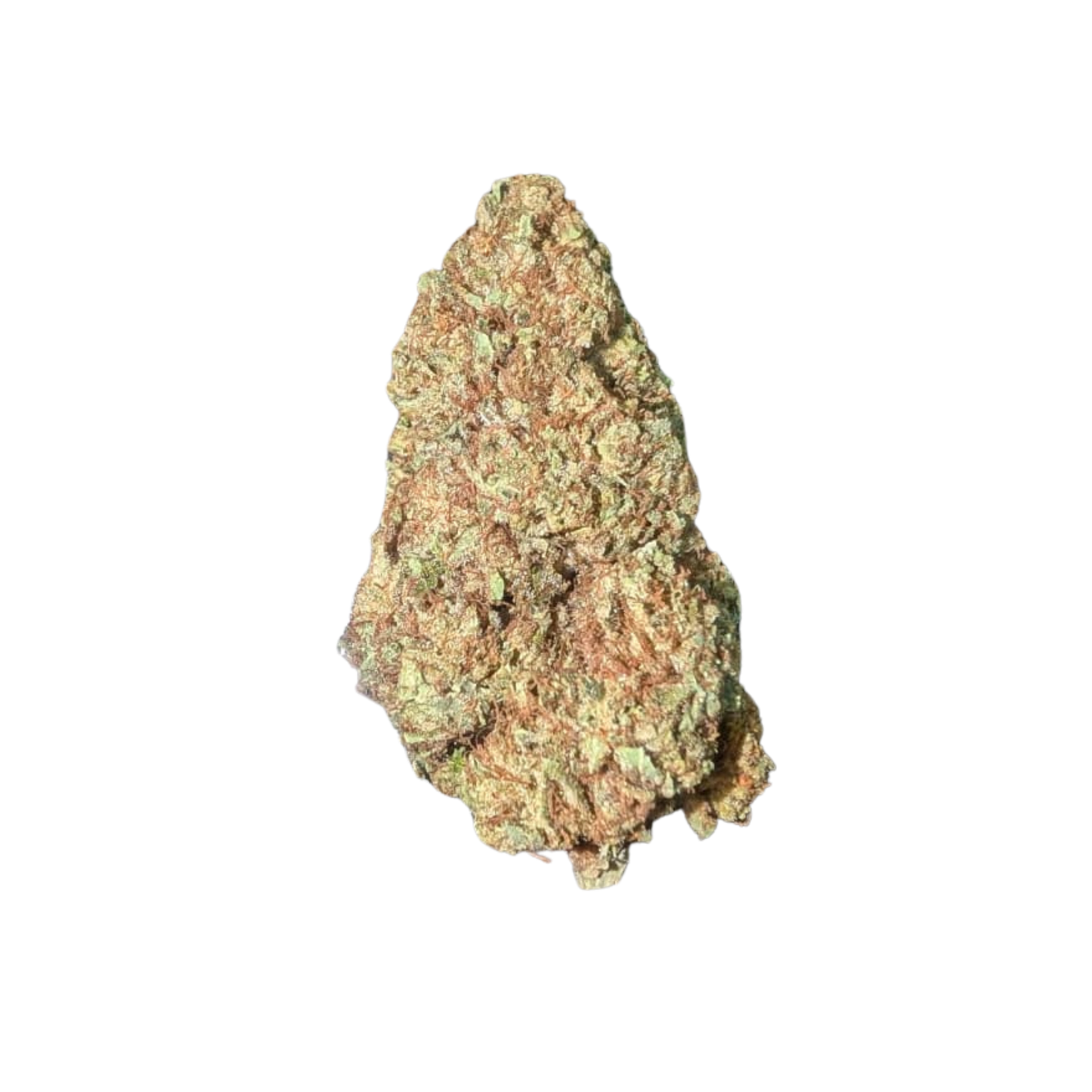 Chocolope - Greendoor cannabis flower