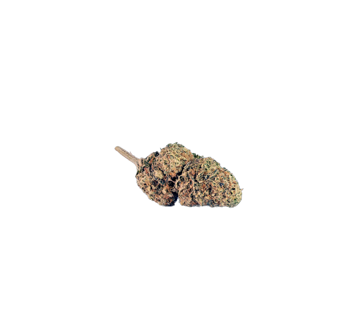 Cookies cannabis flower bud