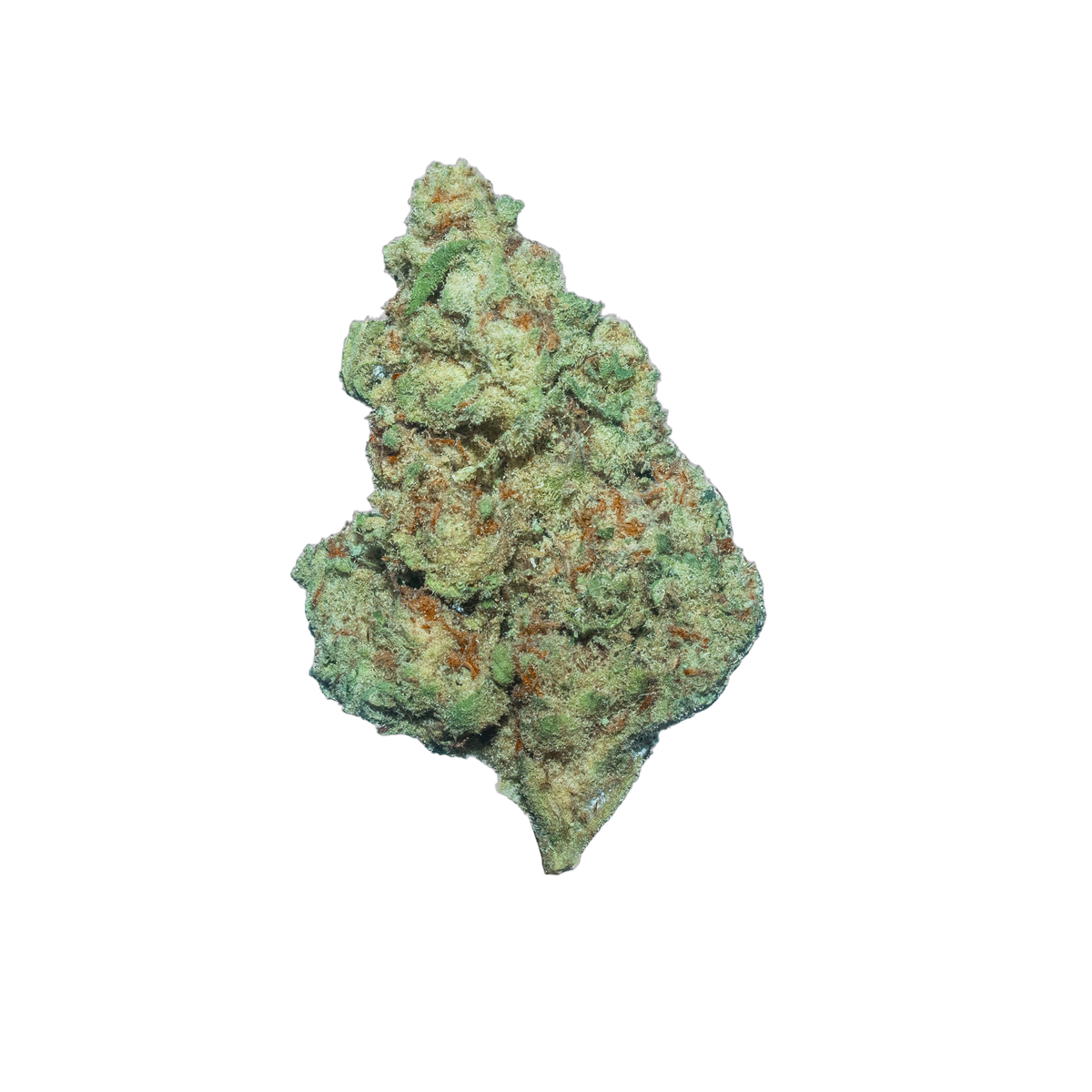 Forbidos cannabis flower bud