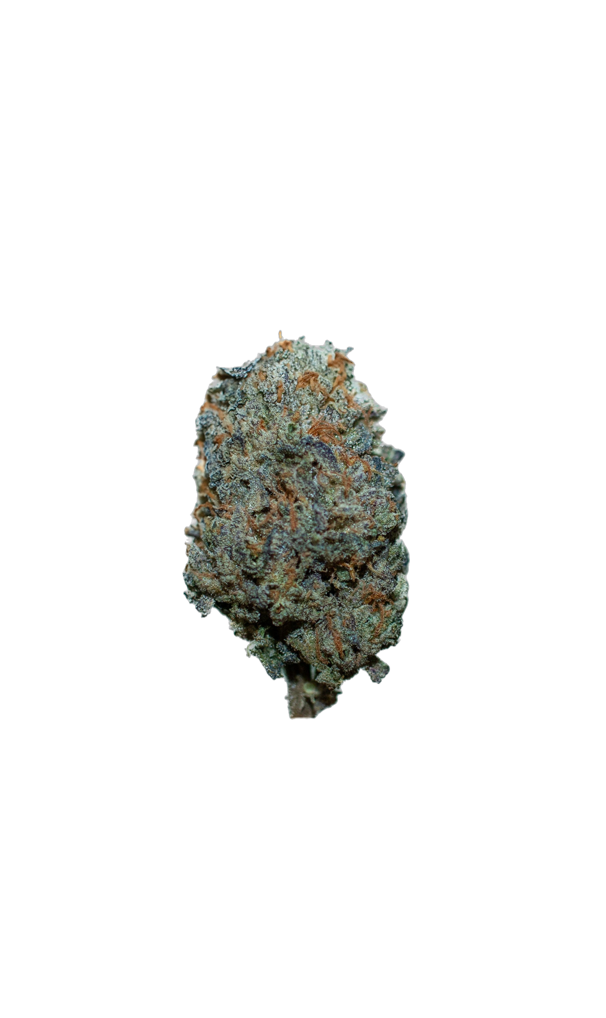 LA Bomber cannabis flower bud