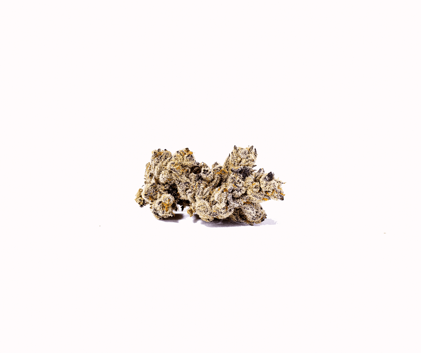 Chemical Pie hybrid cannabis strain — buy online Cape Town | Cannibisters