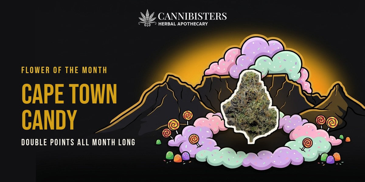 Cape Town Candy, September's Flower of the Month: Table Mountain's tablecloth drawn as candy floss pouring into the City Bowl, with the bud sitting where it lands