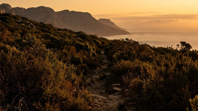 A footpath through Cape Town fynbos looking toward the Twelve Apostles at golden hour