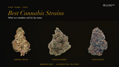 Best Cannabis Strains Cape Town — Green Crack, Jessica Rabbit, Chocolope