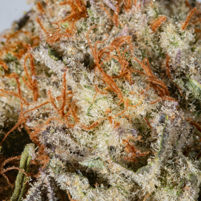 Astro Grape - Cannibisters Limited Collection