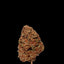 Sirius Black (Organic Living Soil) cannabis cannabis | Cannibisters Cape Town