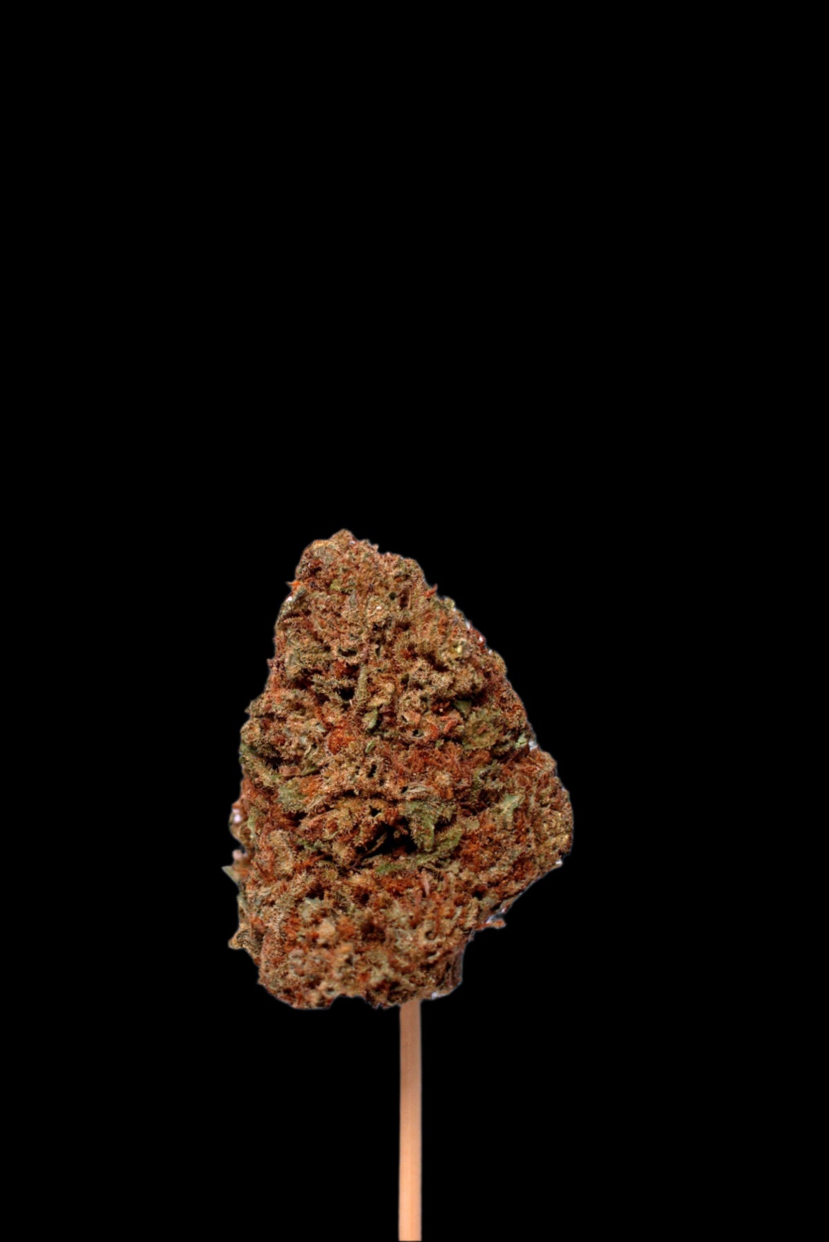 Sirius Black (Organic Living Soil) cannabis cannabis | Cannibisters Cape Town
