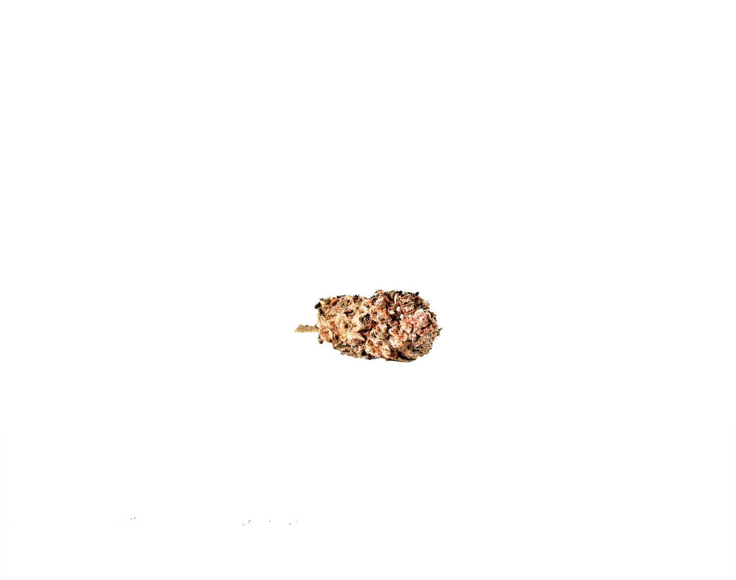 Black Cherry Pie cannabis cannabis strain — buy online Cape Town | Cannibisters