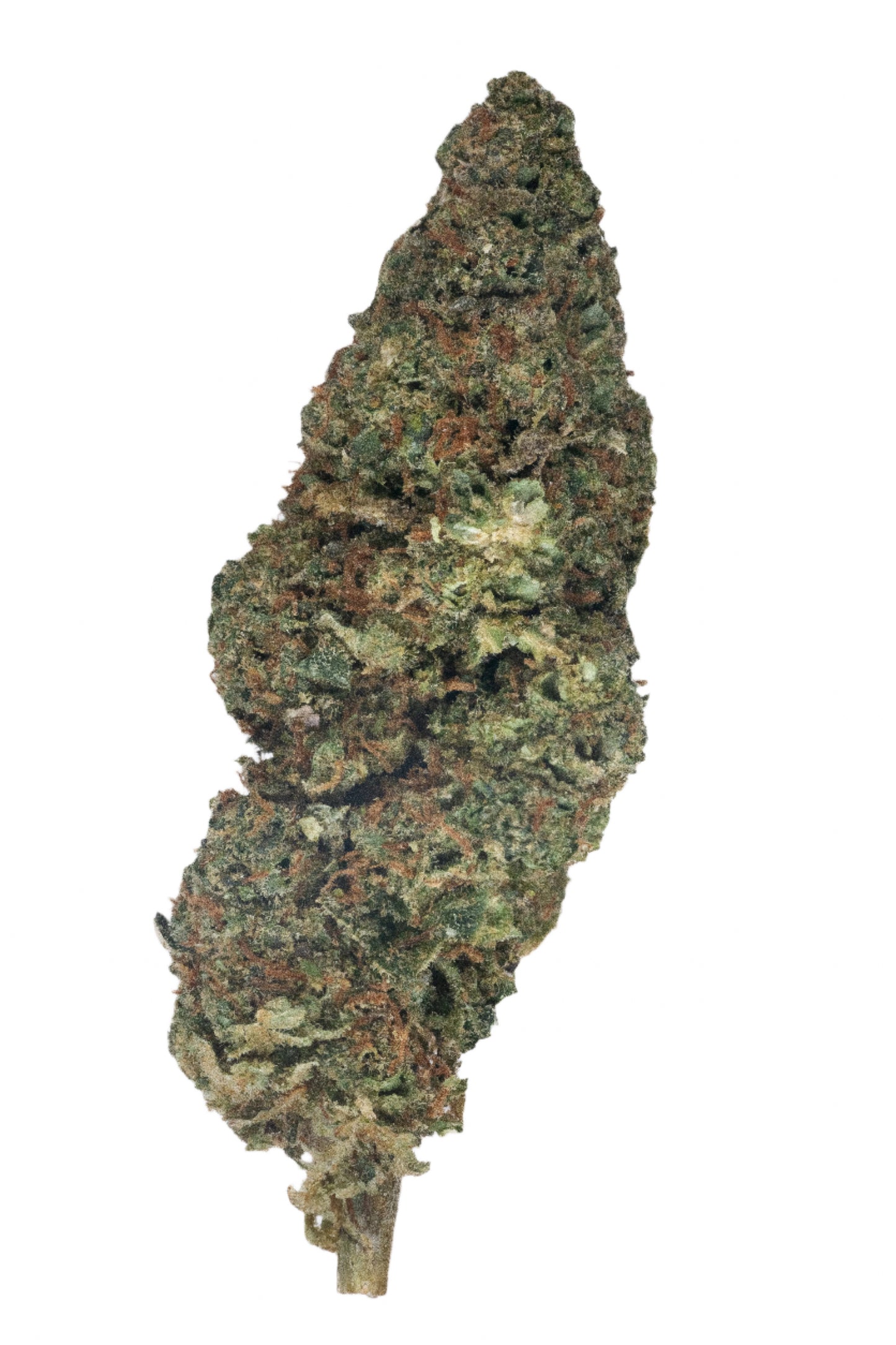 Black Tuna