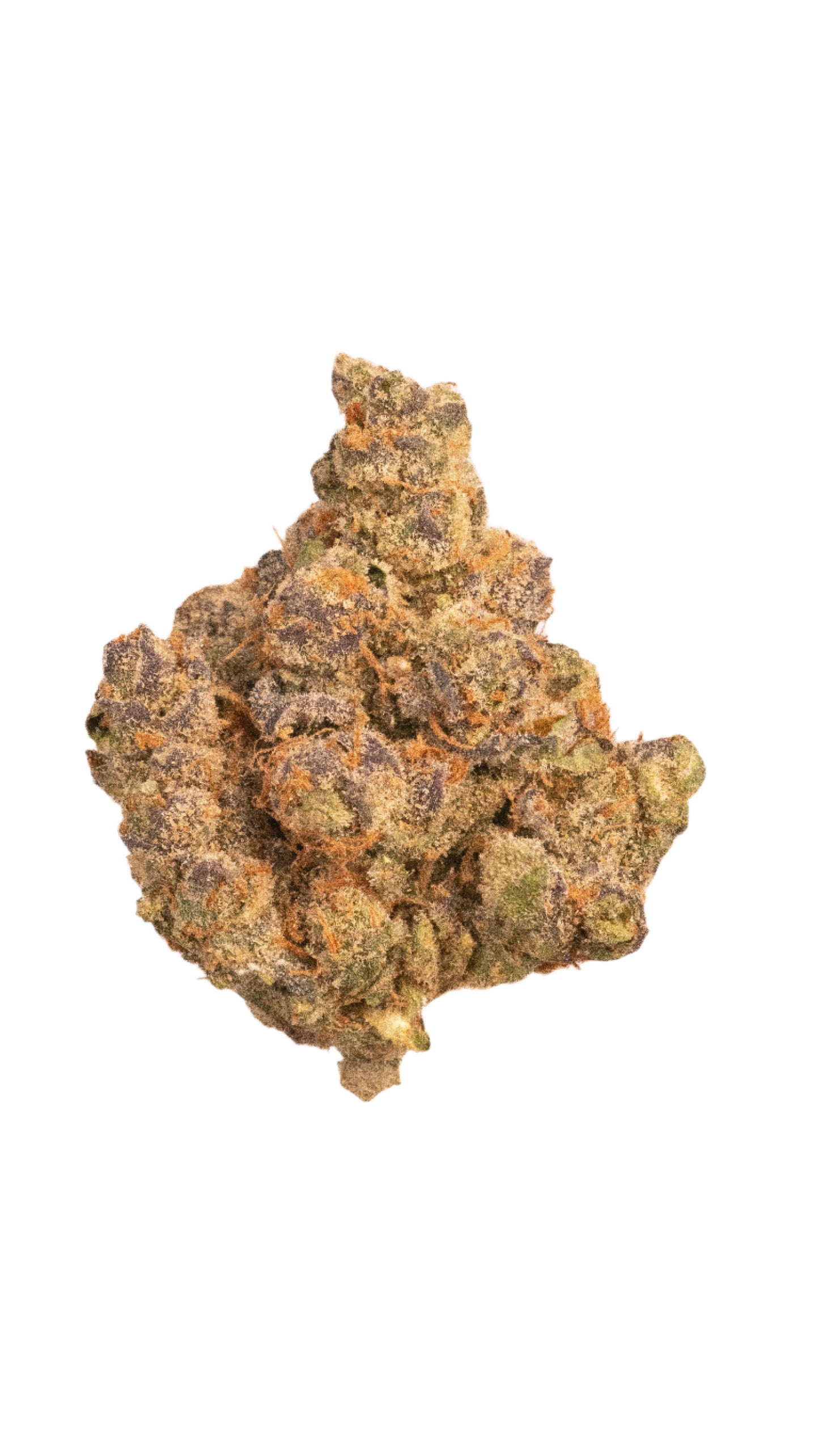 Butter Milk Biscuit cannabis cannabis | Cannibisters Cape Town