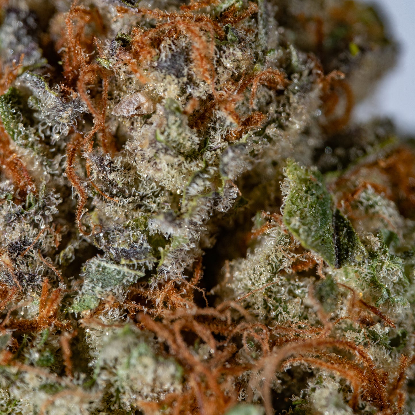 ELVIS - Cannibisters Limited Collection