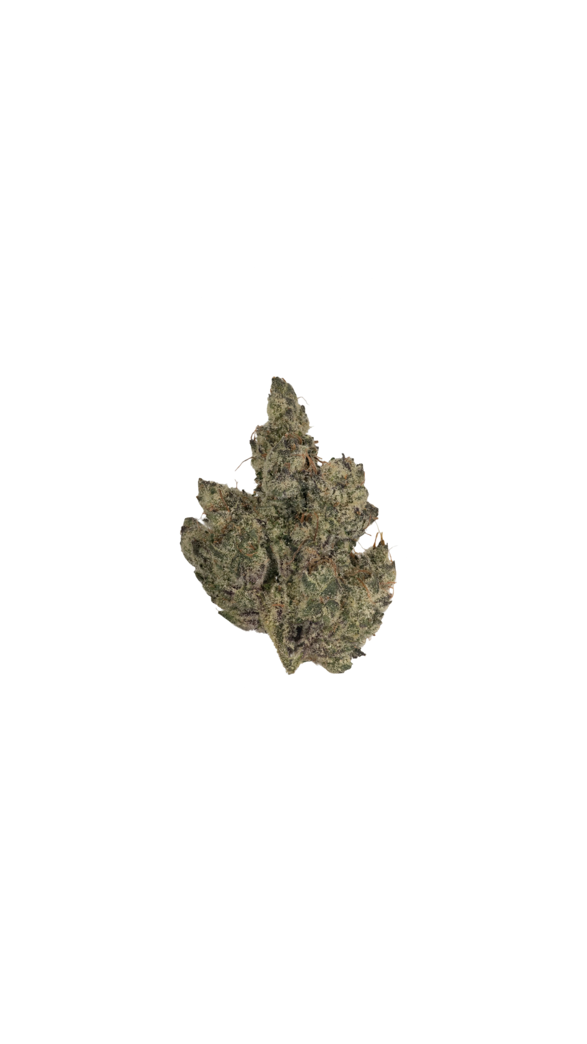 Cat Nip cannabis cannabis strain — buy online Cape Town | Cannibisters