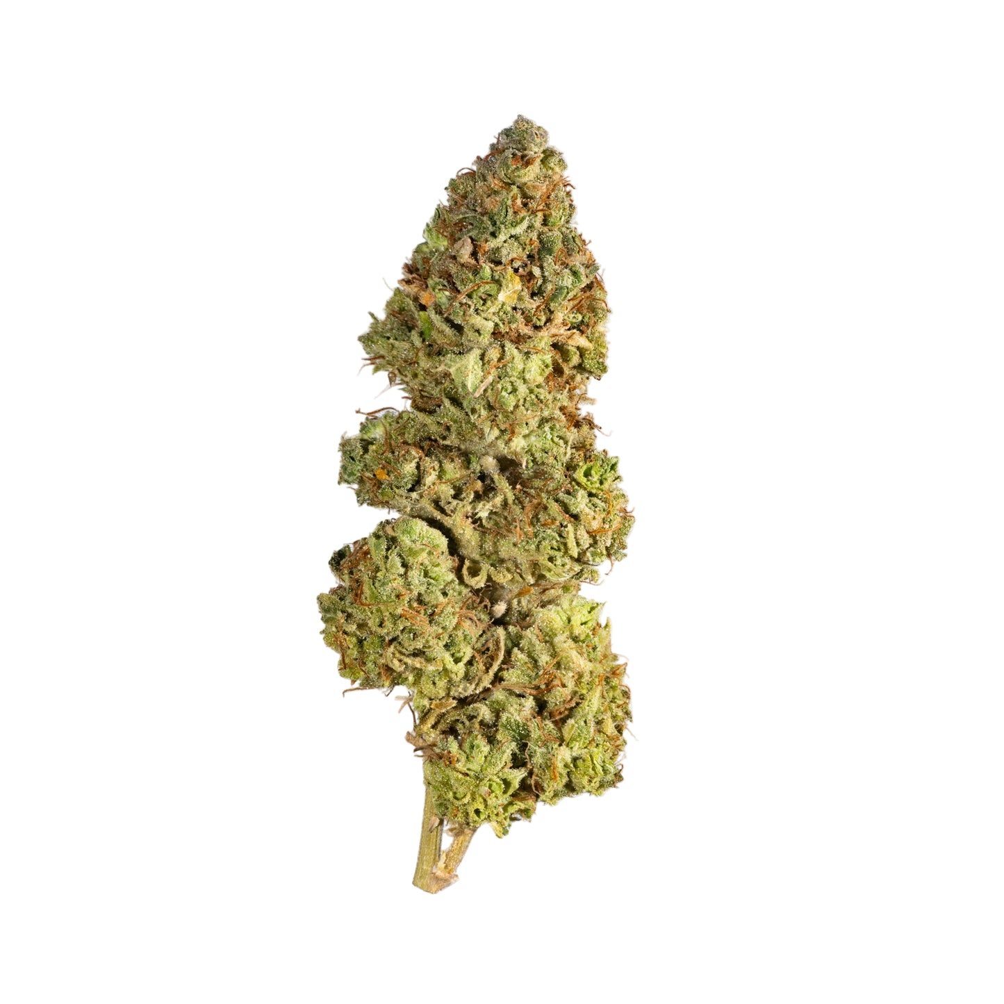 Christmas Cracker - Cannibisters Limited Collection sativa cannabis strain — buy online Cape Town | Cannibisters