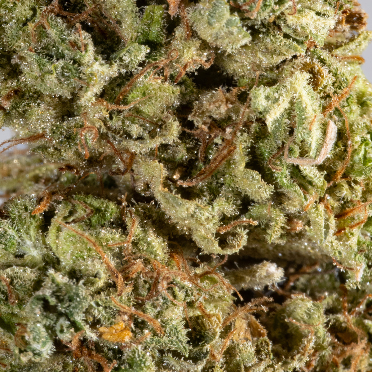 Christmas Cracker - Cannibisters Limited Collection sativa cannabis | Cannibisters Cape Town