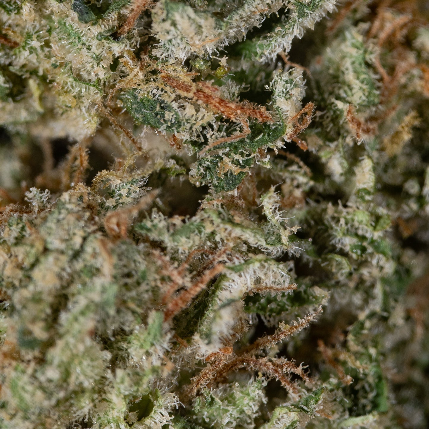 Girl Scout Cookies - Cannibisters Limited Collection