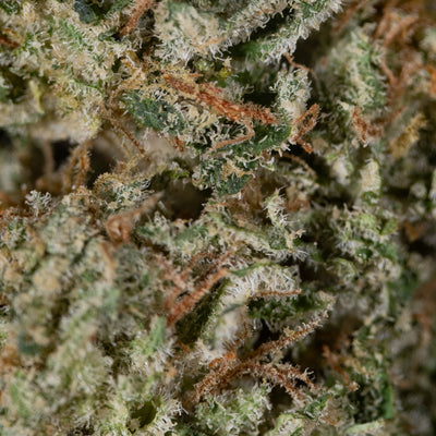 Girl Scout Cookies - Cannibisters Limited Collection