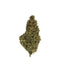 Greendoor Jack Blue Dream