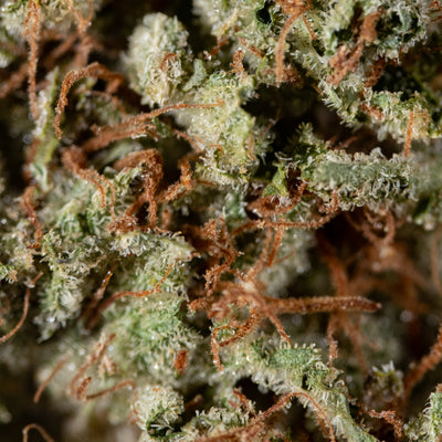 Mad Ghost - Cannibisters Limited Collection