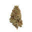 Neville's Haze cannabis cannabis strain — buy online Cape Town | Cannibisters