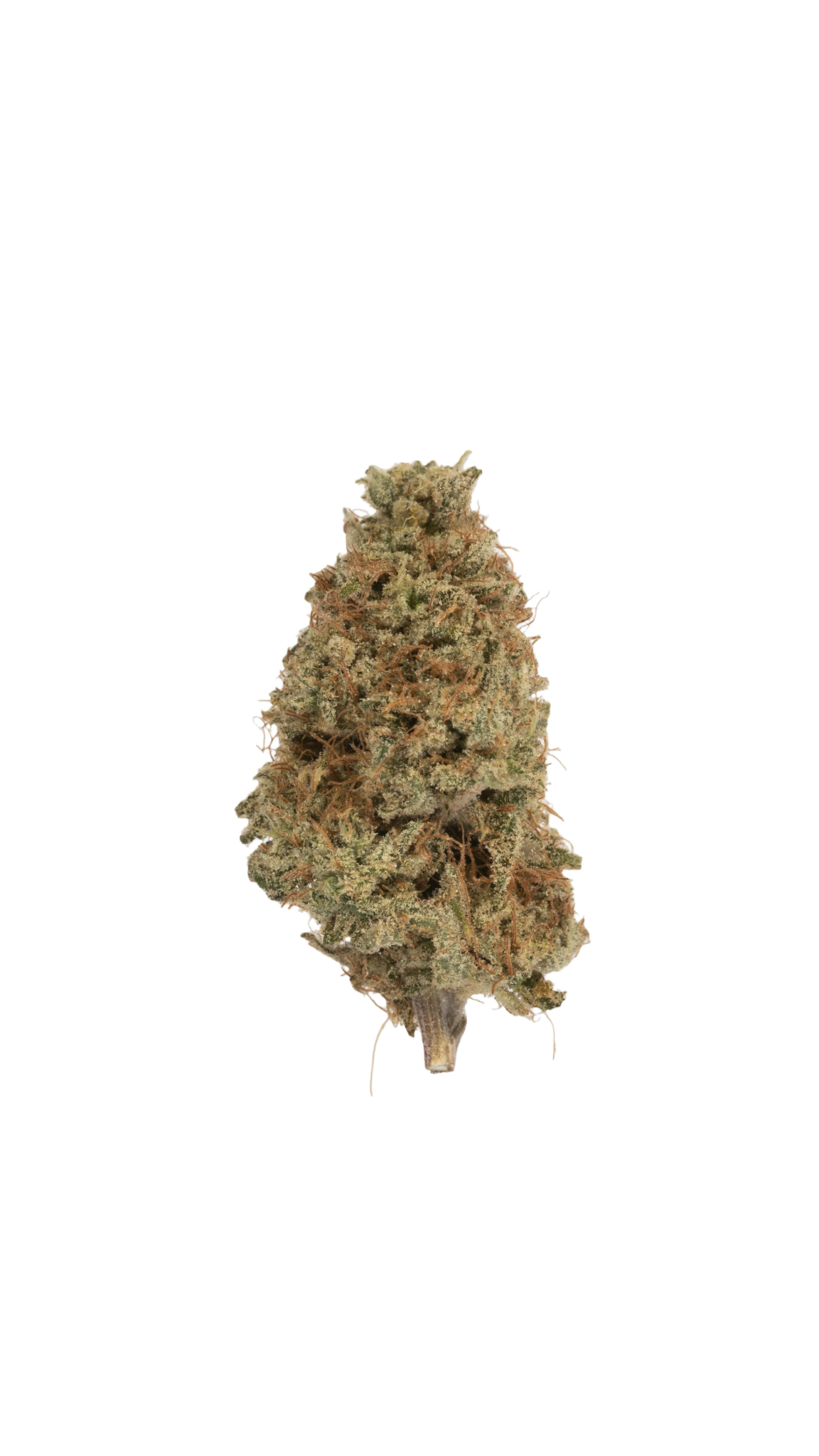 Neville's Haze cannabis cannabis strain — buy online Cape Town | Cannibisters