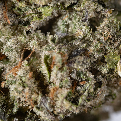 Purple Panda - Cannibisters Limited Collection