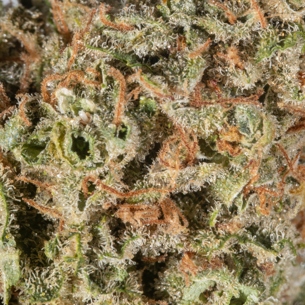 Sour Diesel MS1 - Cannibisters Limited Collection sativa cannabis | Cannibisters Cape Town