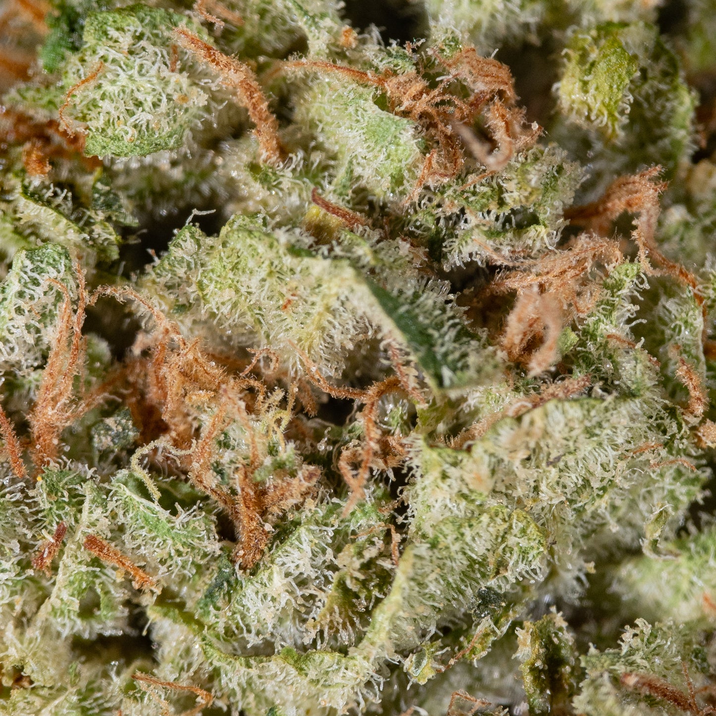 Sour Diesel D - Cannibisters Limited Collection