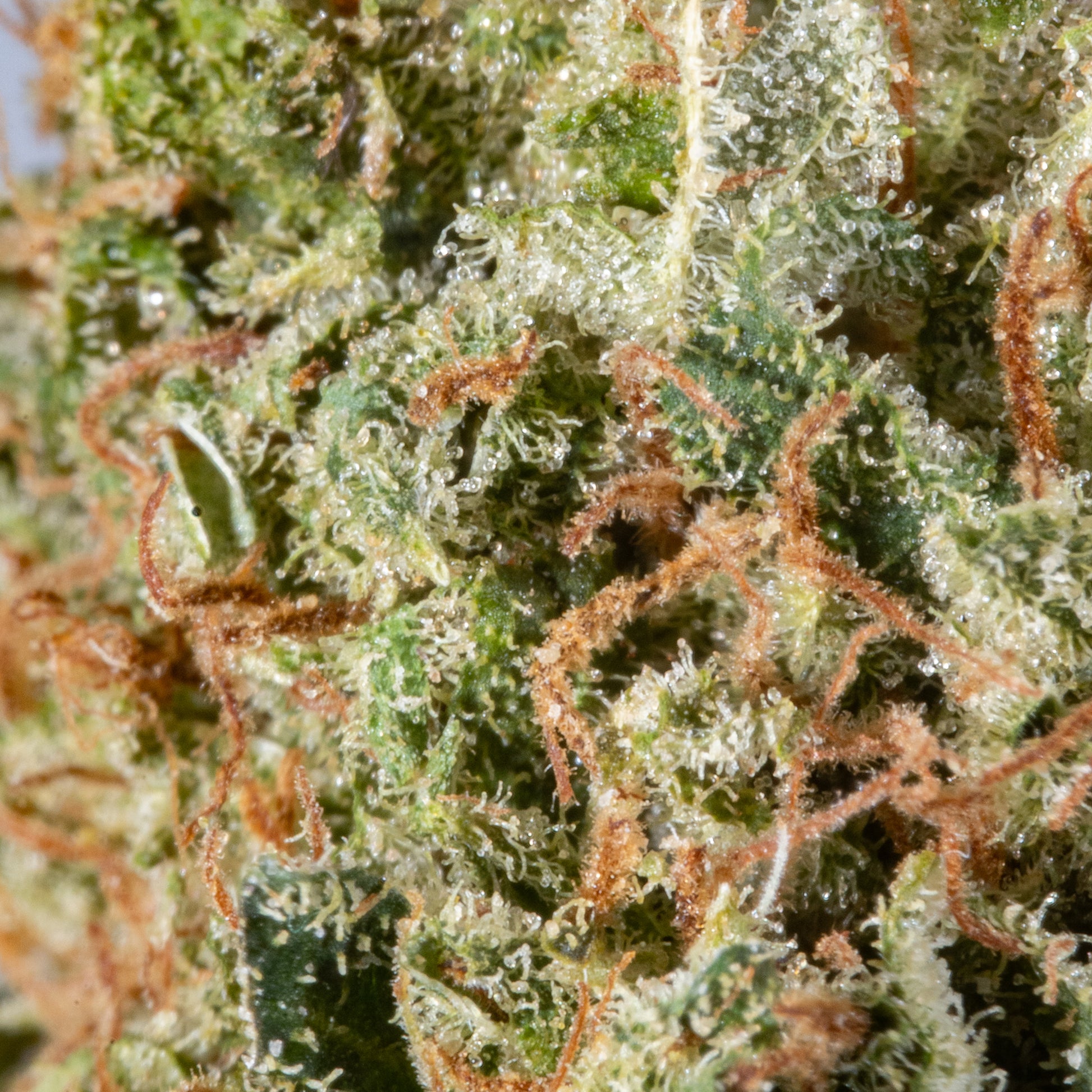 White Widow - Cannibisters Limited Collection sativa cannabis | Cannibisters Cape Town