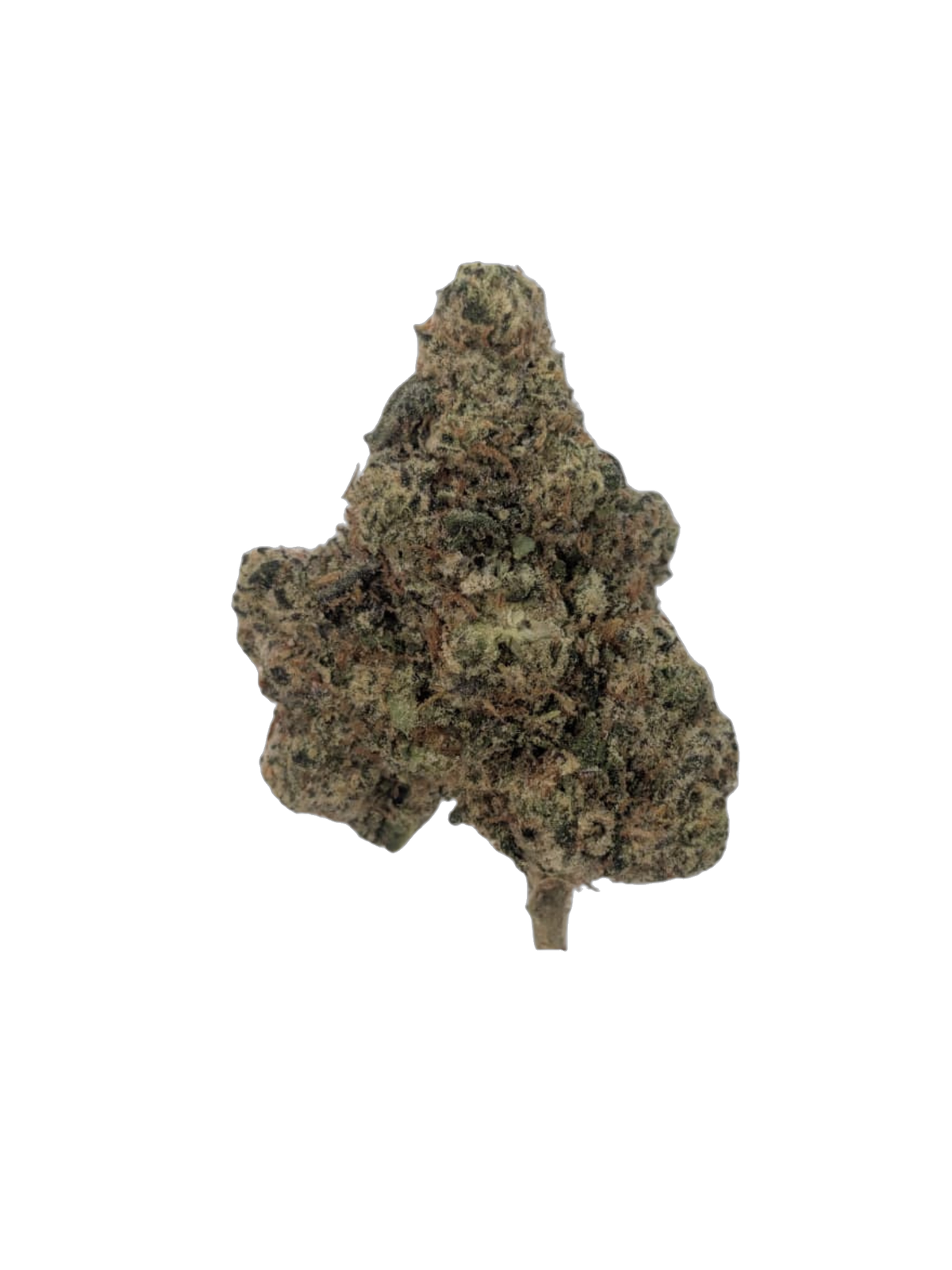 Baked Alaska cannabis flower bud