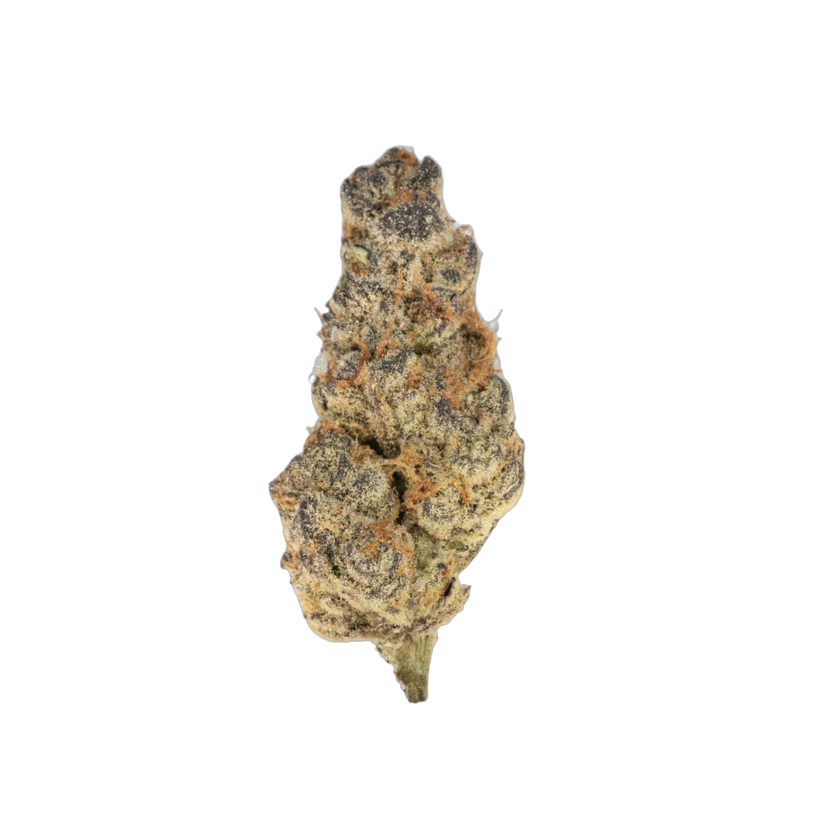 Baked Cheesecake cannabis flower bud