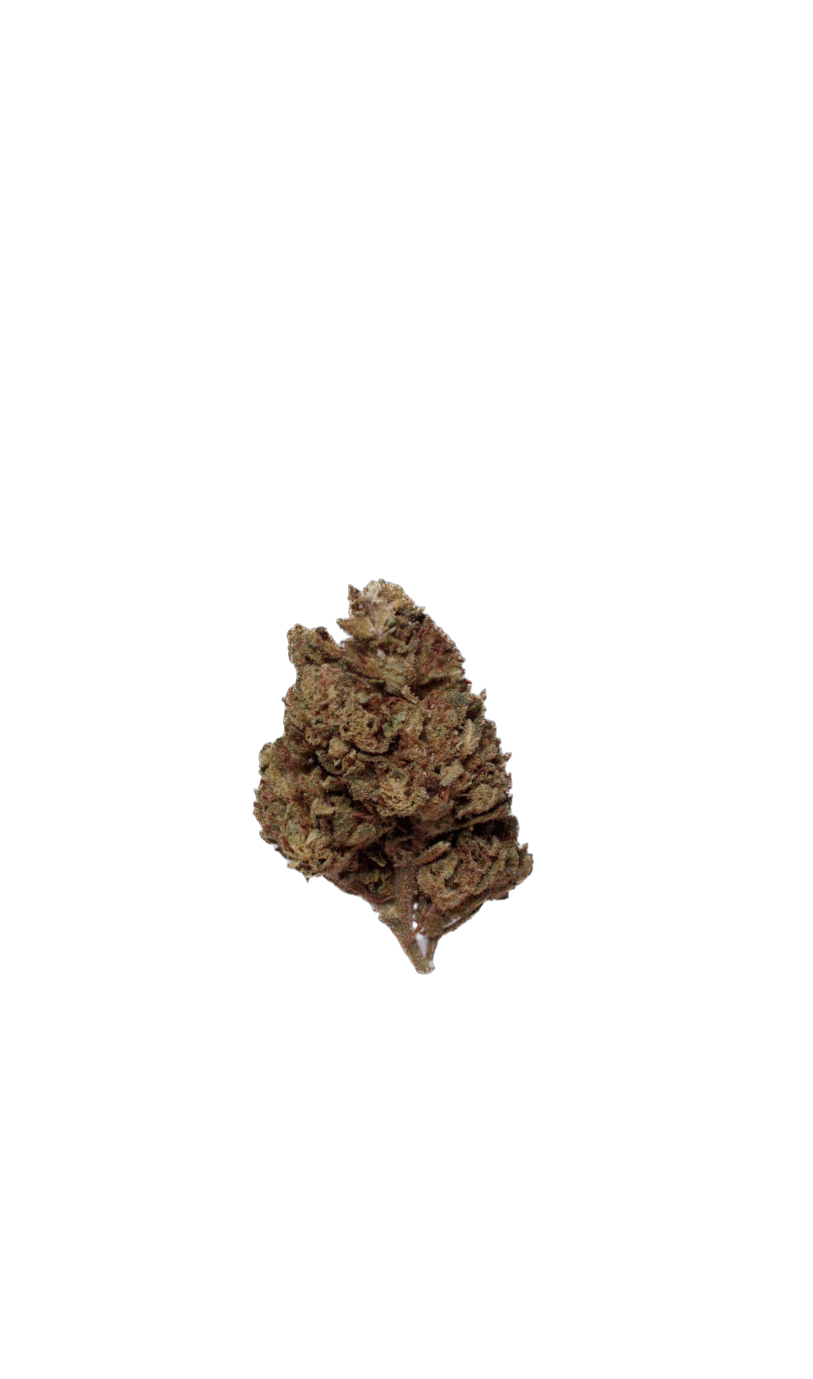 Banana Kosher Kush (Organic Living Soil) cannabis flower bud