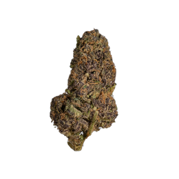 Black Tuna cannabis flower bud