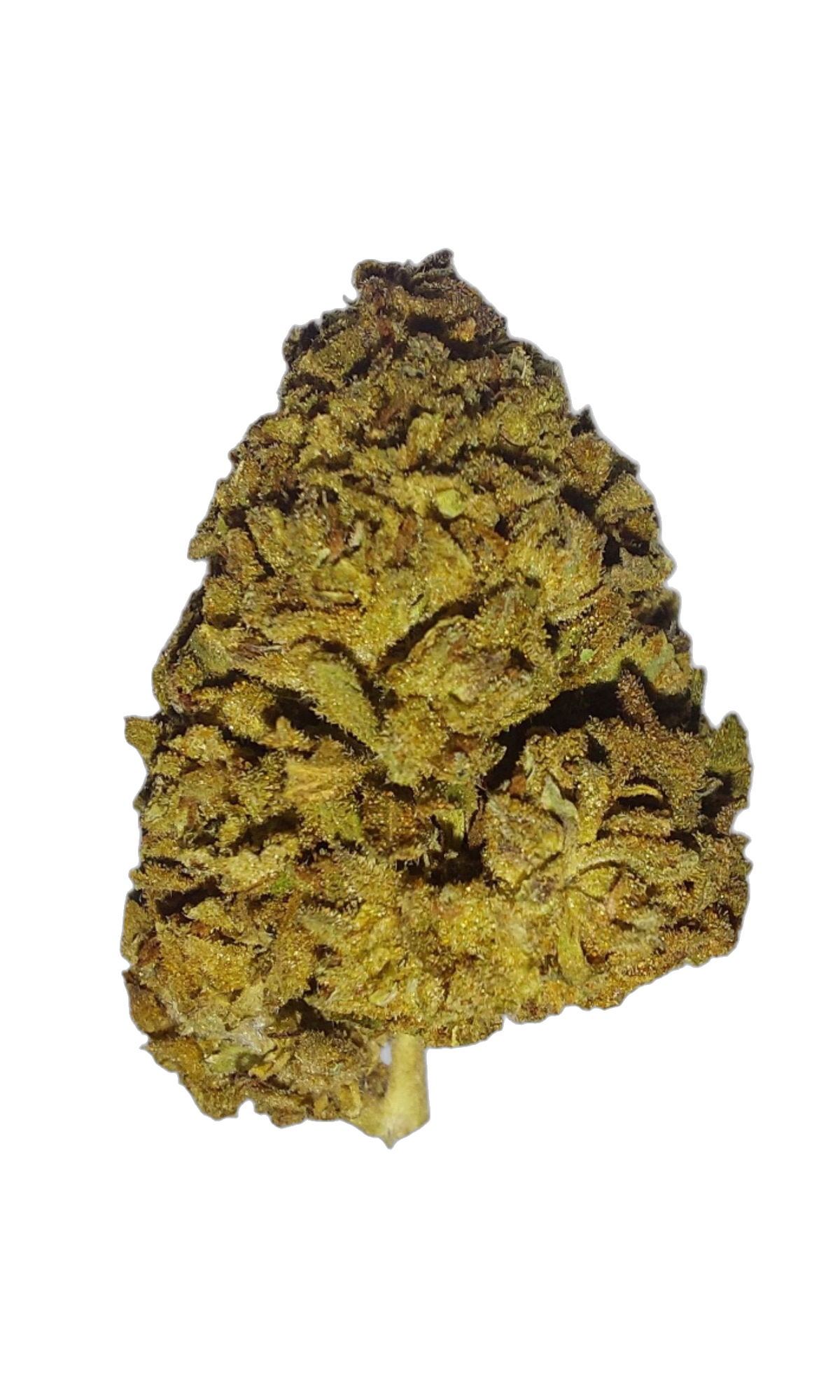 Blunicorn (Organic Living Soil) cannabis flower bud