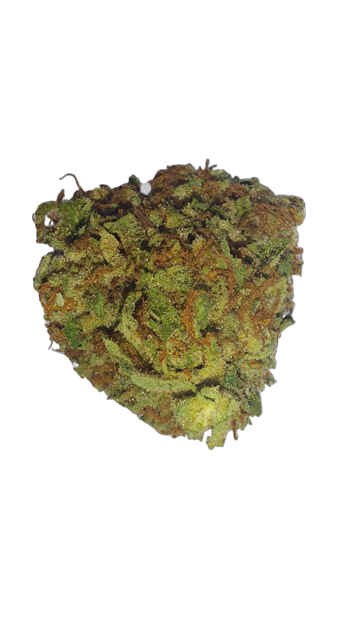 Blue Dream (Organic Living Soil) cannabis flower bud