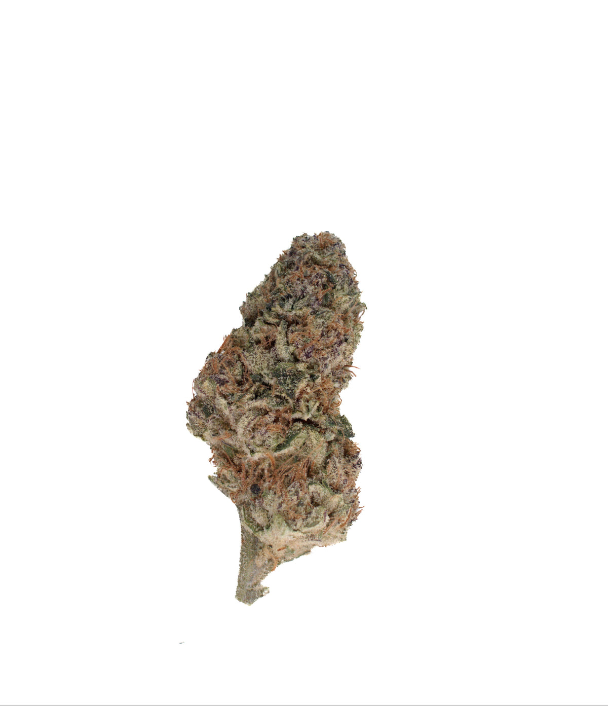 Crescendo sativa cannabis strain — buy online Cape Town | Cannibisters