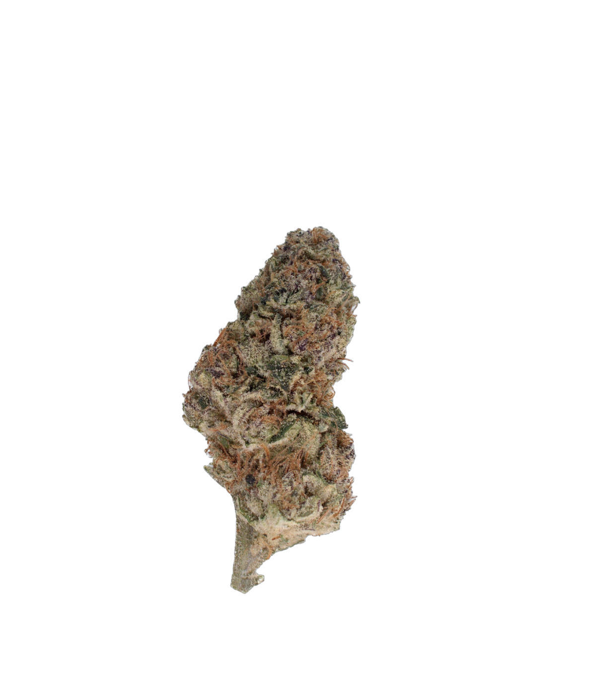 Crescendo cannabis flower bud