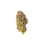 ELVIS - Cannibisters Limited Collection cannabis flower bud
