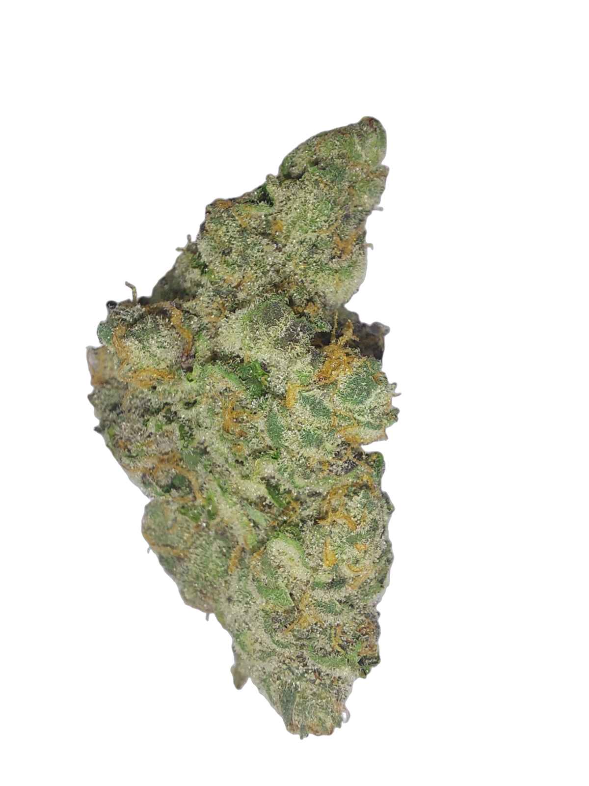 Garlic Sherbet cannabis flower bud