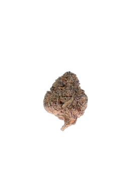 Guava cannabis flower bud