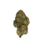 Greendoor Super Cheese cannabis flower bud