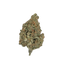Jello cannabis flower bud