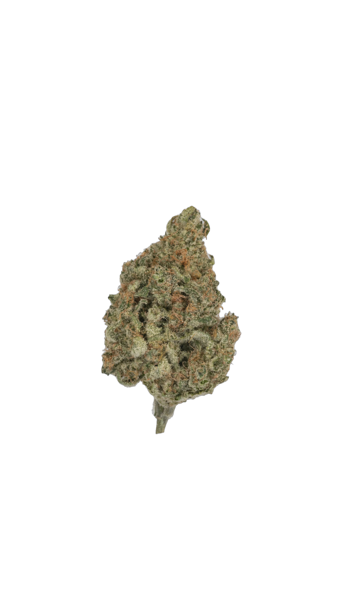 Jello cannabis flower bud