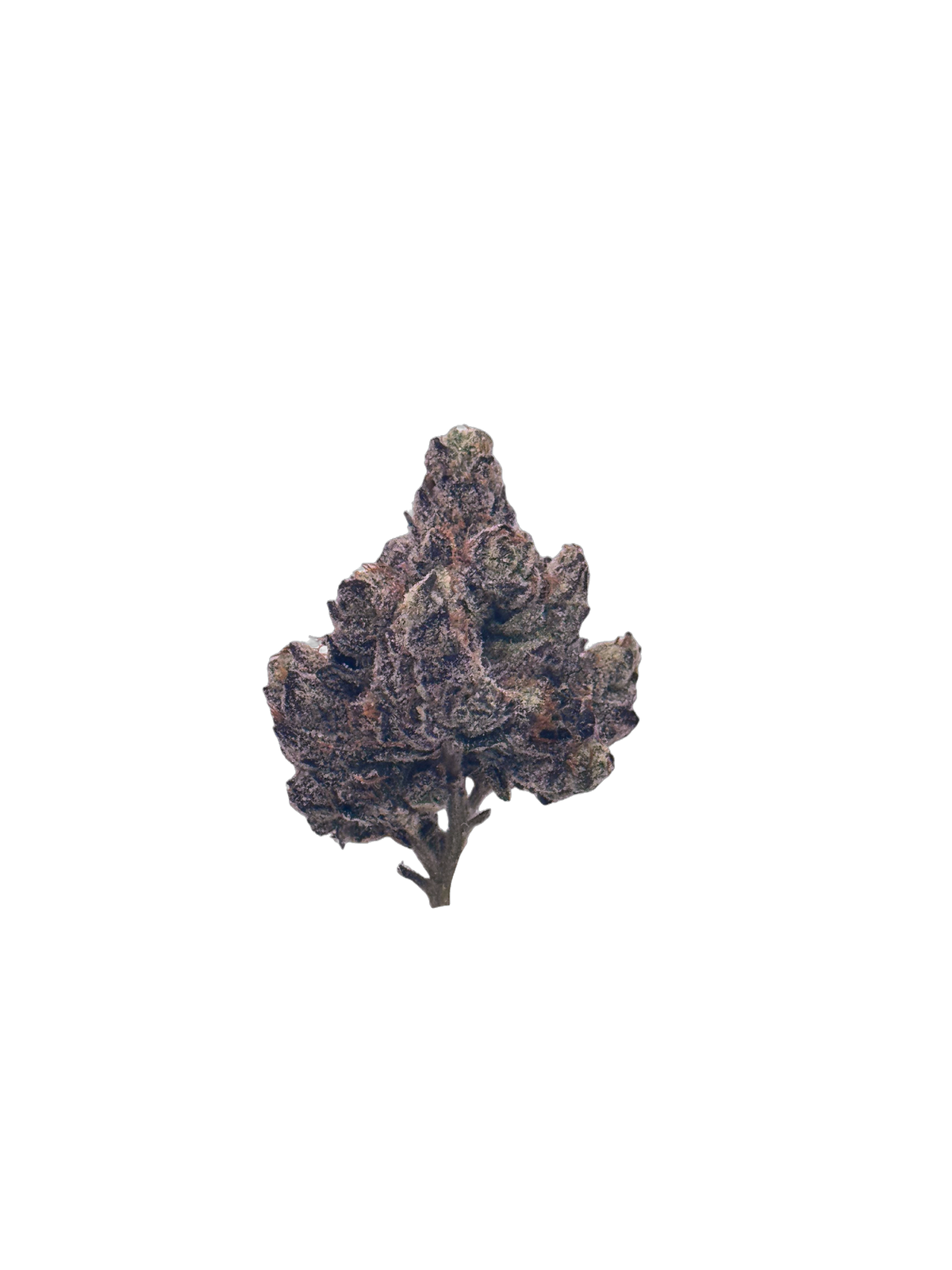 LA Rosa cannabis flower bud